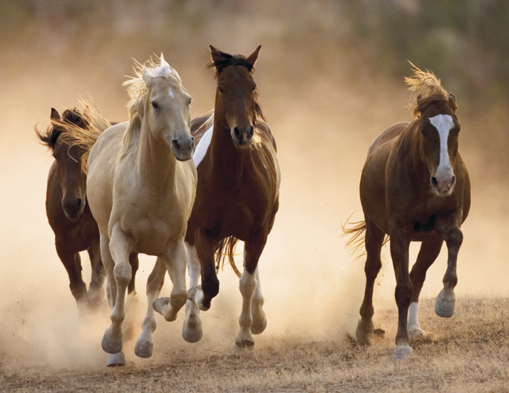 Triumph® Calendars Horses Calendar 7