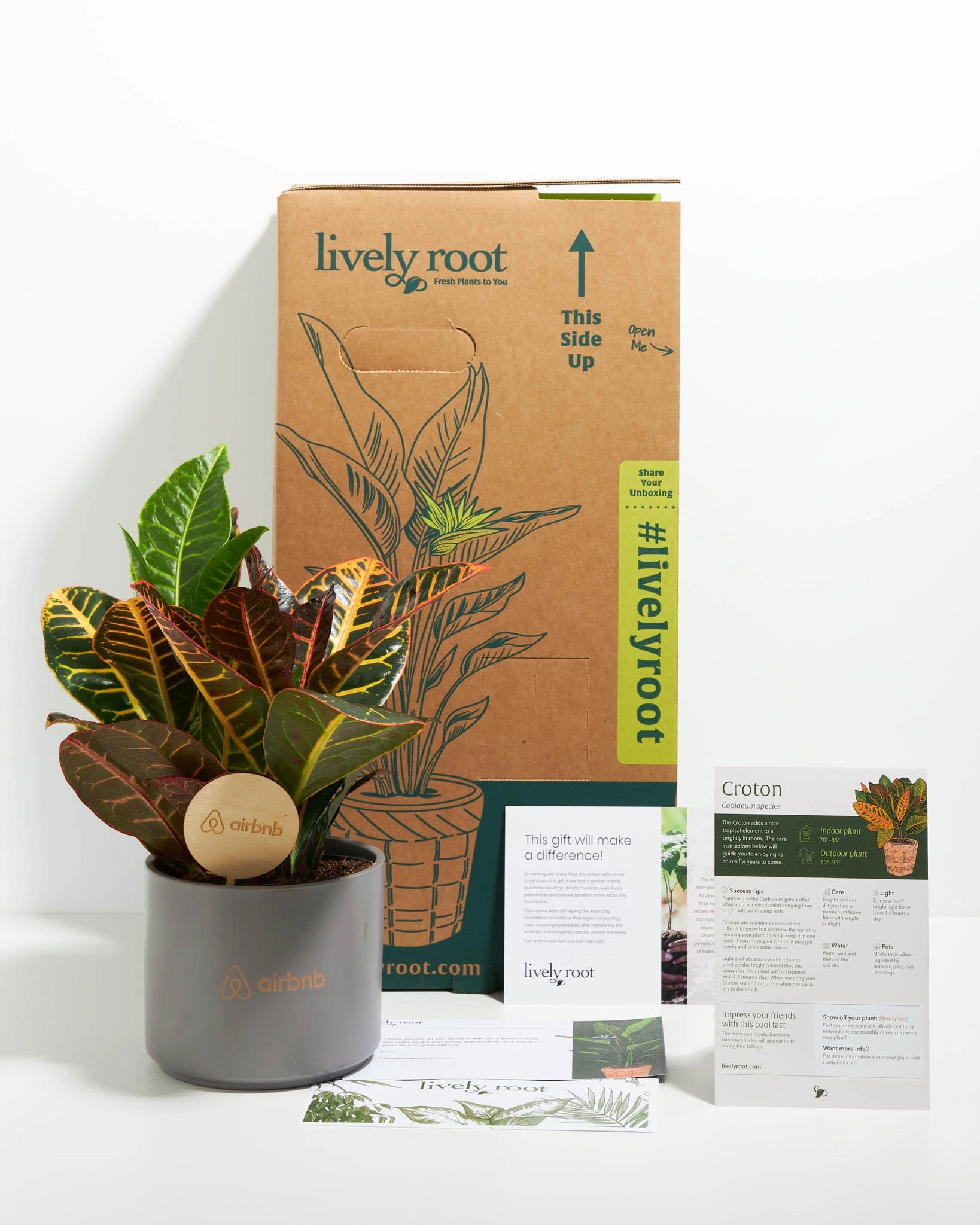 Croton Petra Plant Kit