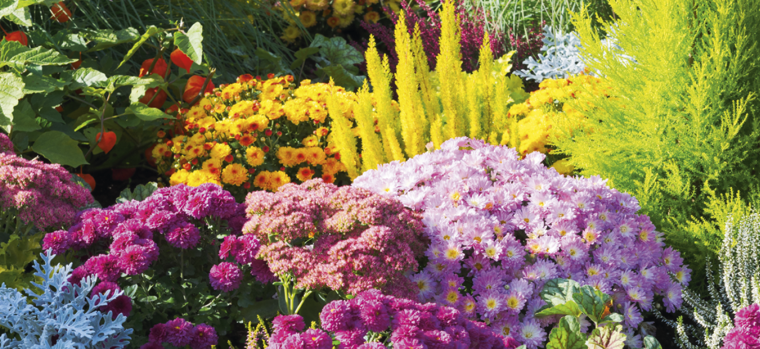 Skinner & Kennedy™ Budget Appointment