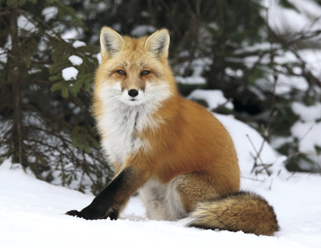 Triumph® Calendars North American Wildlife Calendar 2