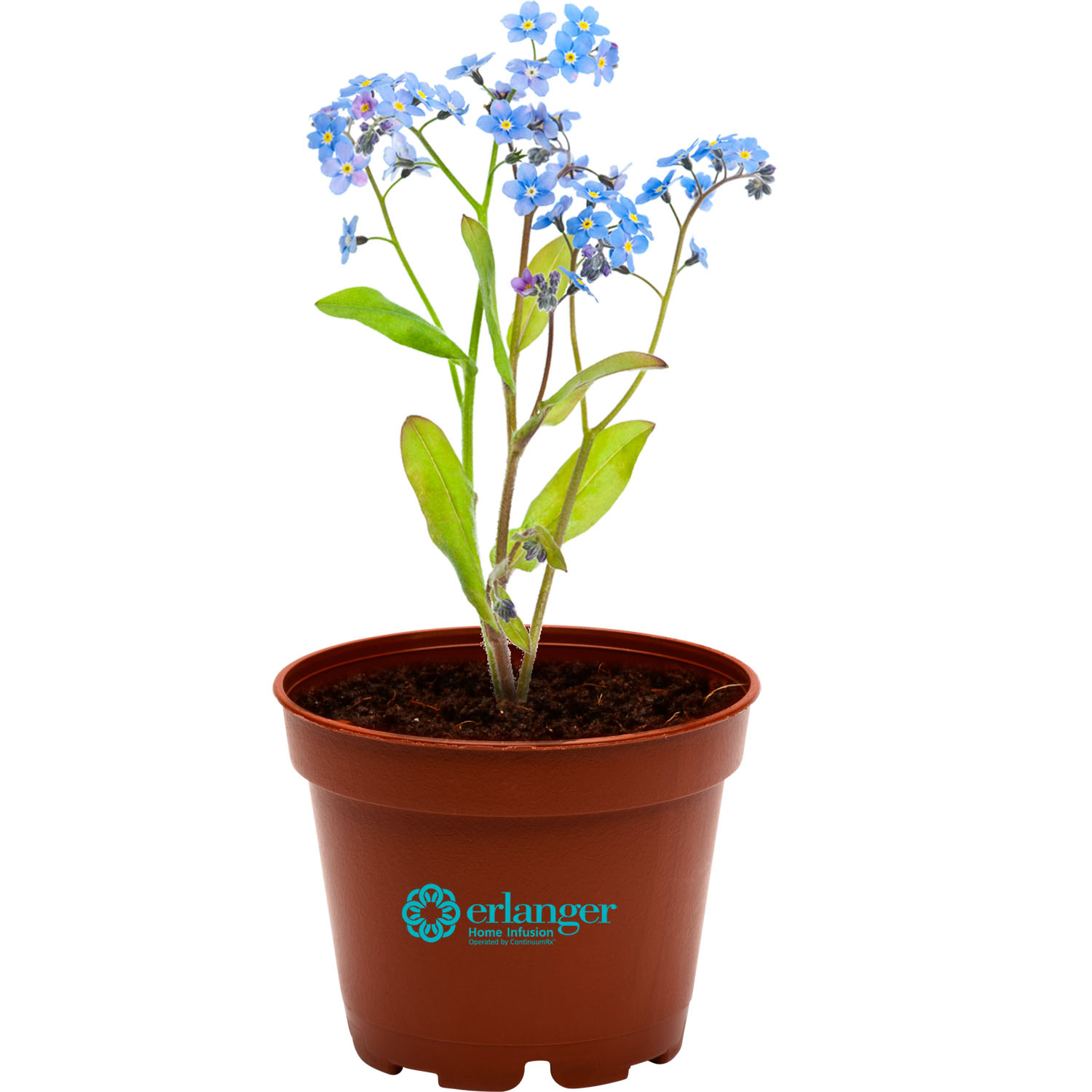 Terra Cottta Petite Planter Kit 3