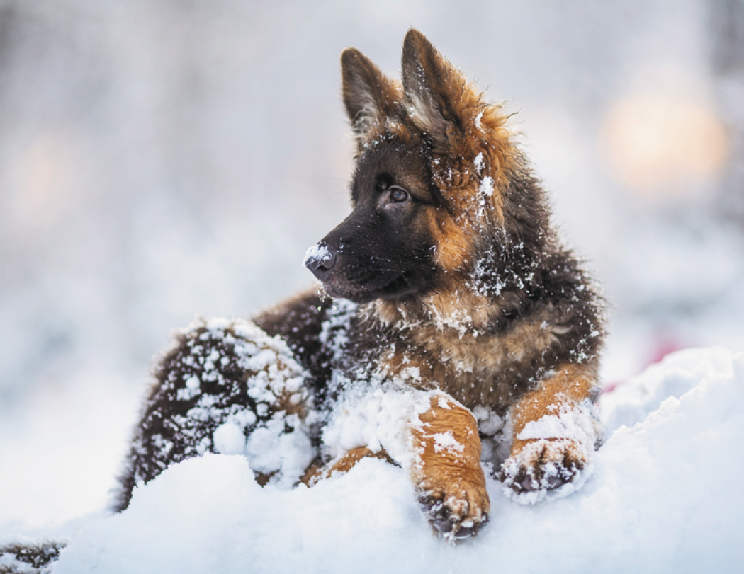 Triumph® Calendars Puppies Calendar 40