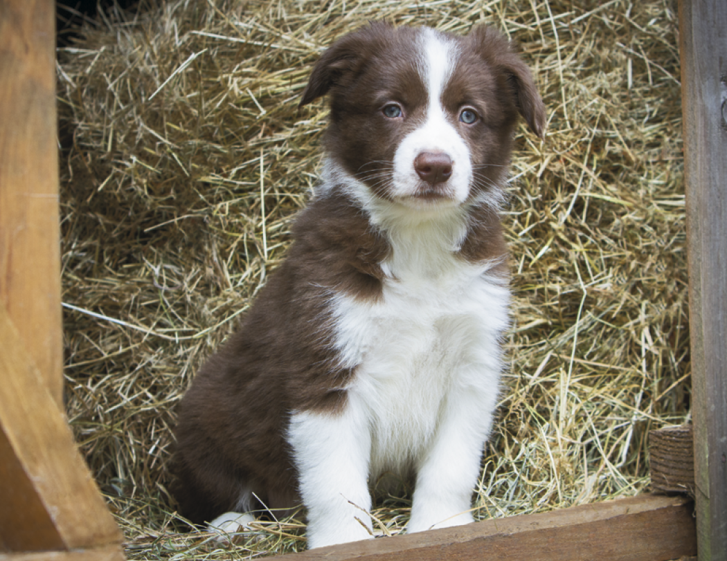 Good Value™ Puppies & Kittens - Spiral Calendar 15