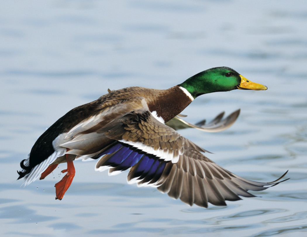 Good Value™ Waterfowl - Stapled Calendar 44