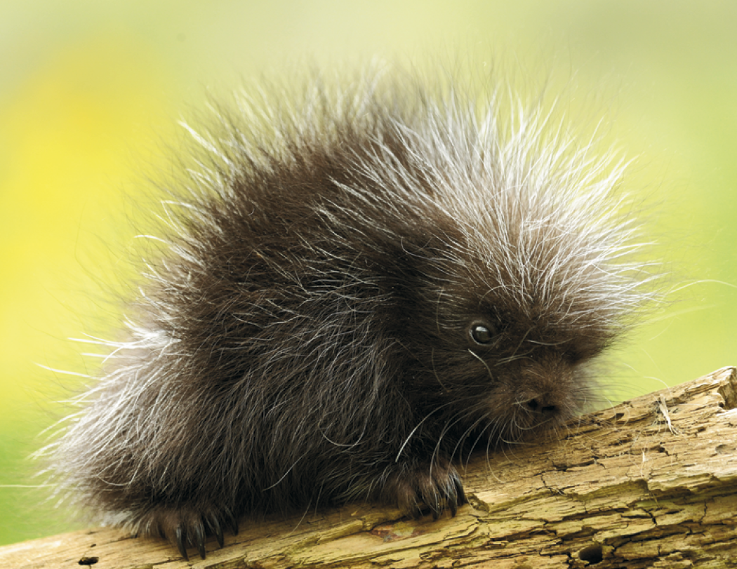 HotLine® Products Animal Babies Appointment Calendar - Stapled 17