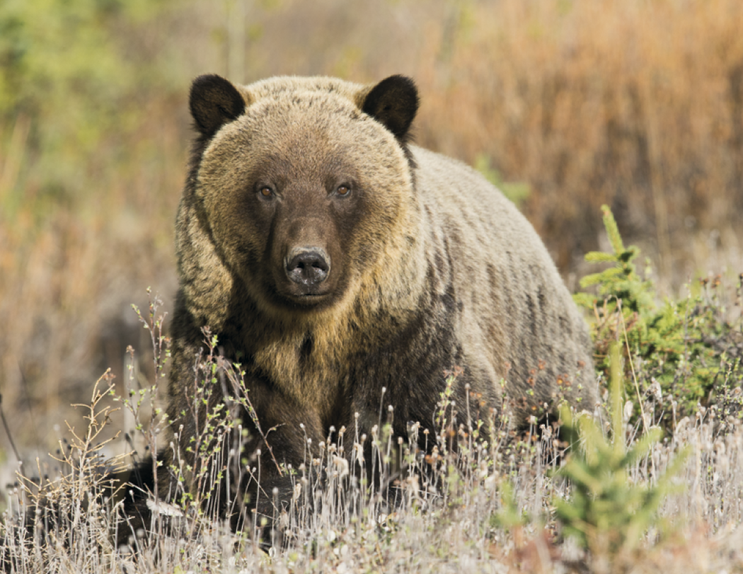 Triumph® Calendars Southcentral Sportsman Calendar 43