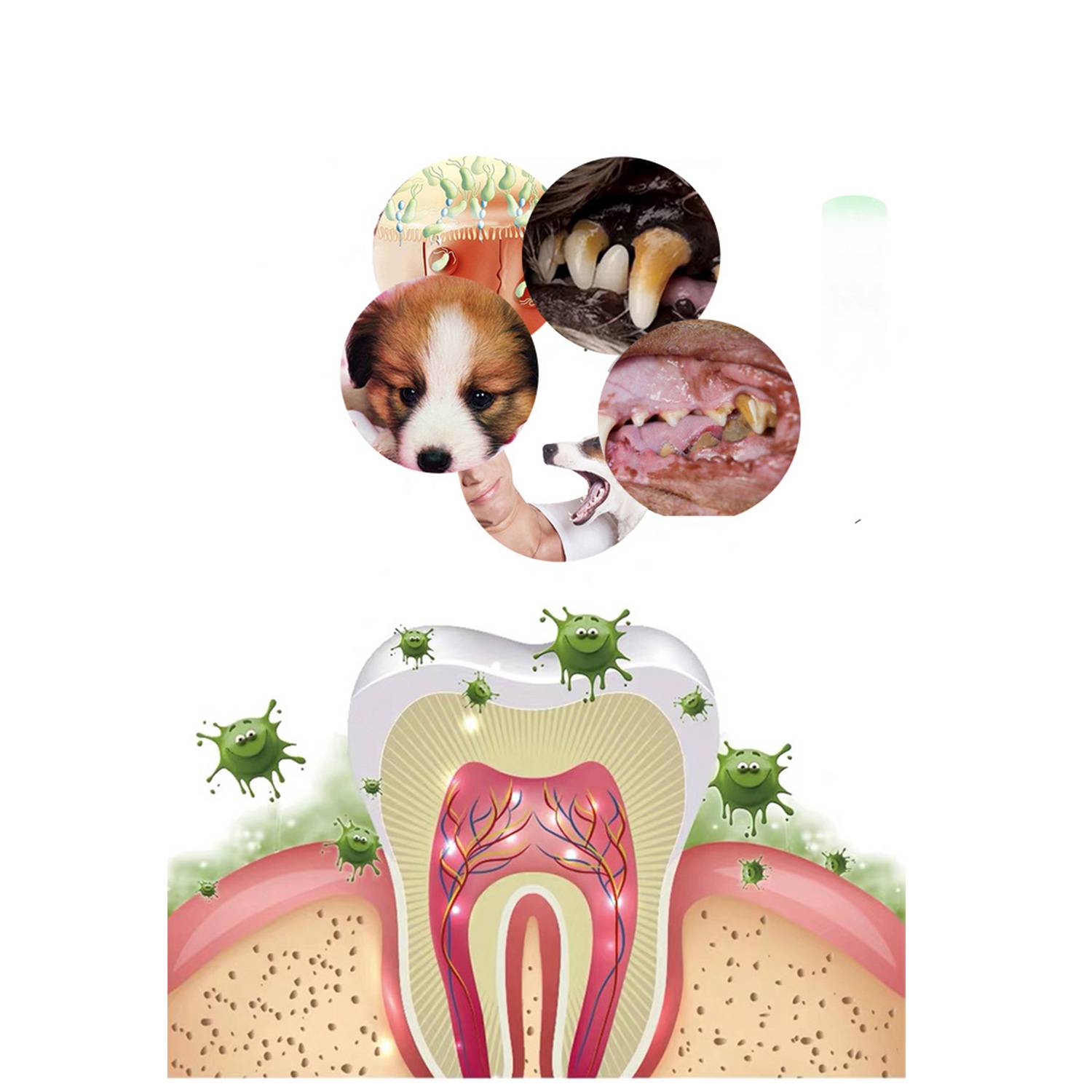 Pet Teeth Cleaning Flavored Toothbrush Toothpaste Set 3