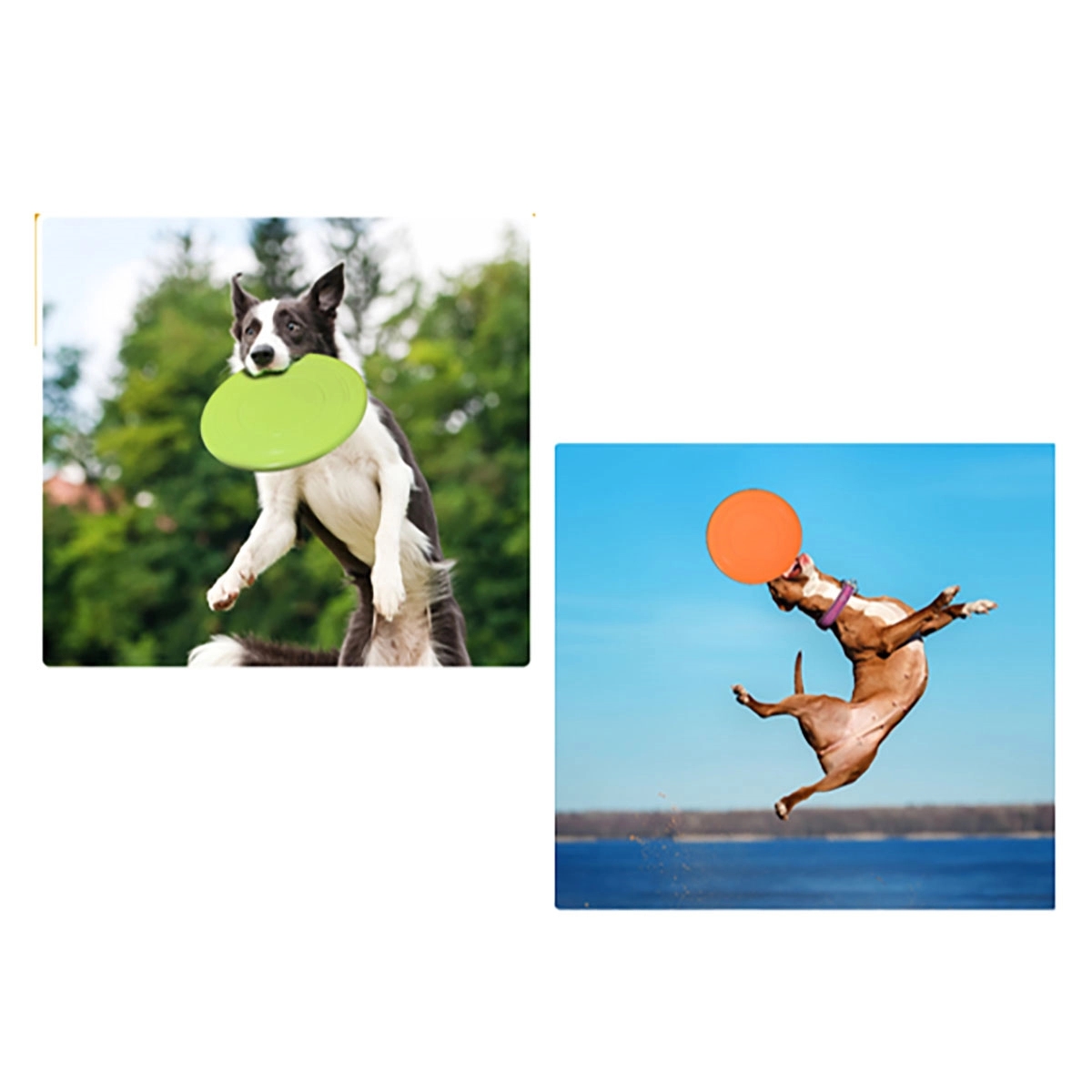 Dog Flying Disc 3