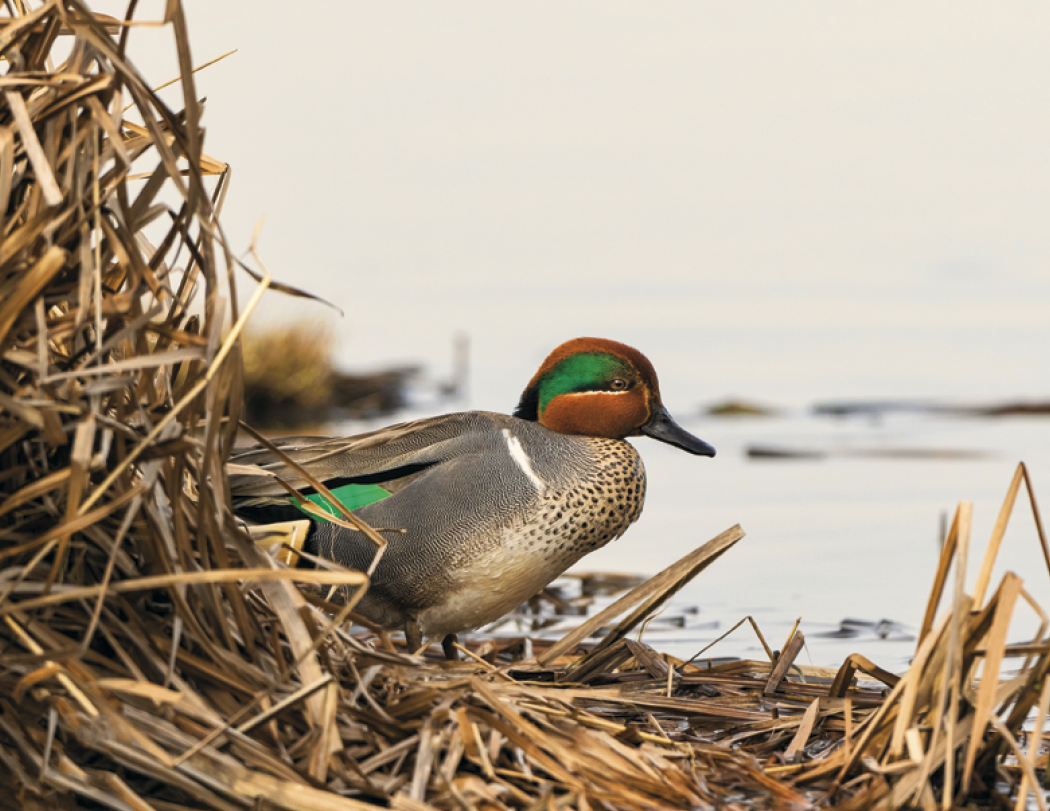 Good Value™ Waterfowl - Stapled Calendar 31