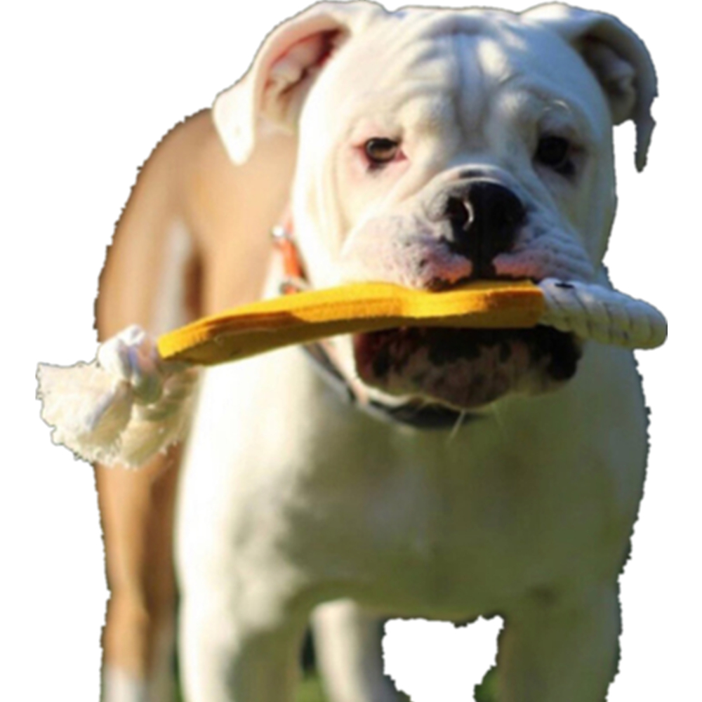Pull And Tug Dog Bone Toy 4