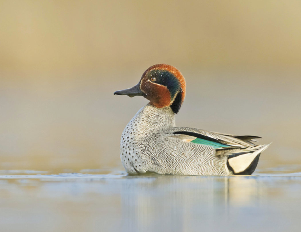 Good Value™ Waterfowl - Stapled Calendar 47