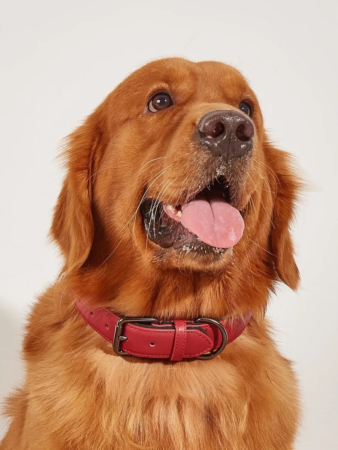 Microfiber Leather Pet Collar 4