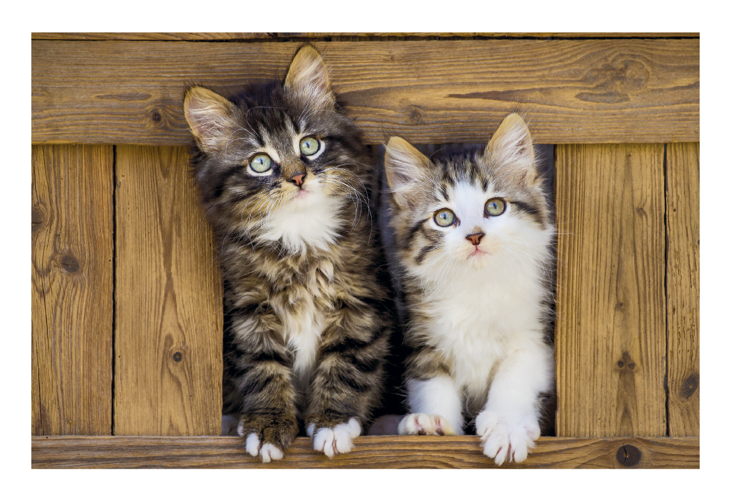 Triumph® Calendars Puppies & Kittens Pocket Calendar 40