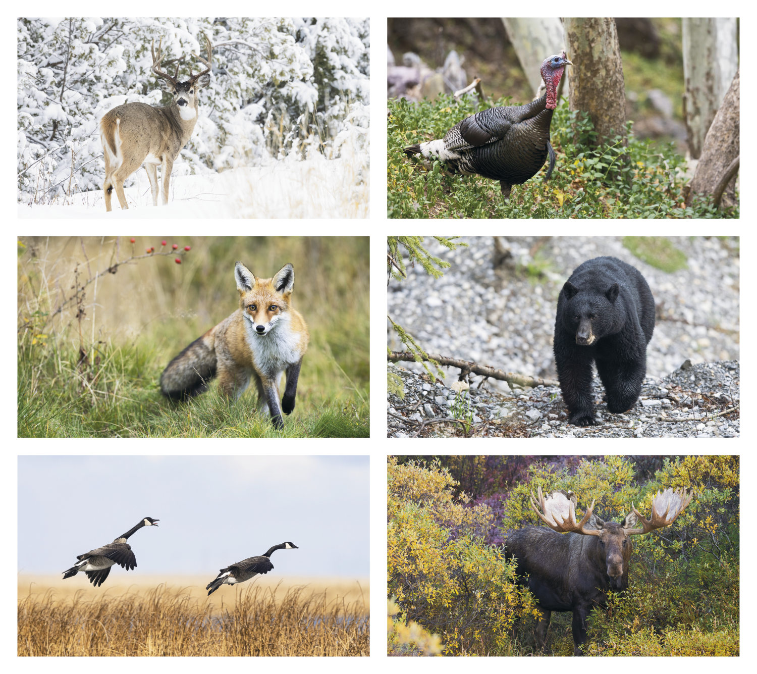 Triumph® Calendars Wildlife Calendar 3
