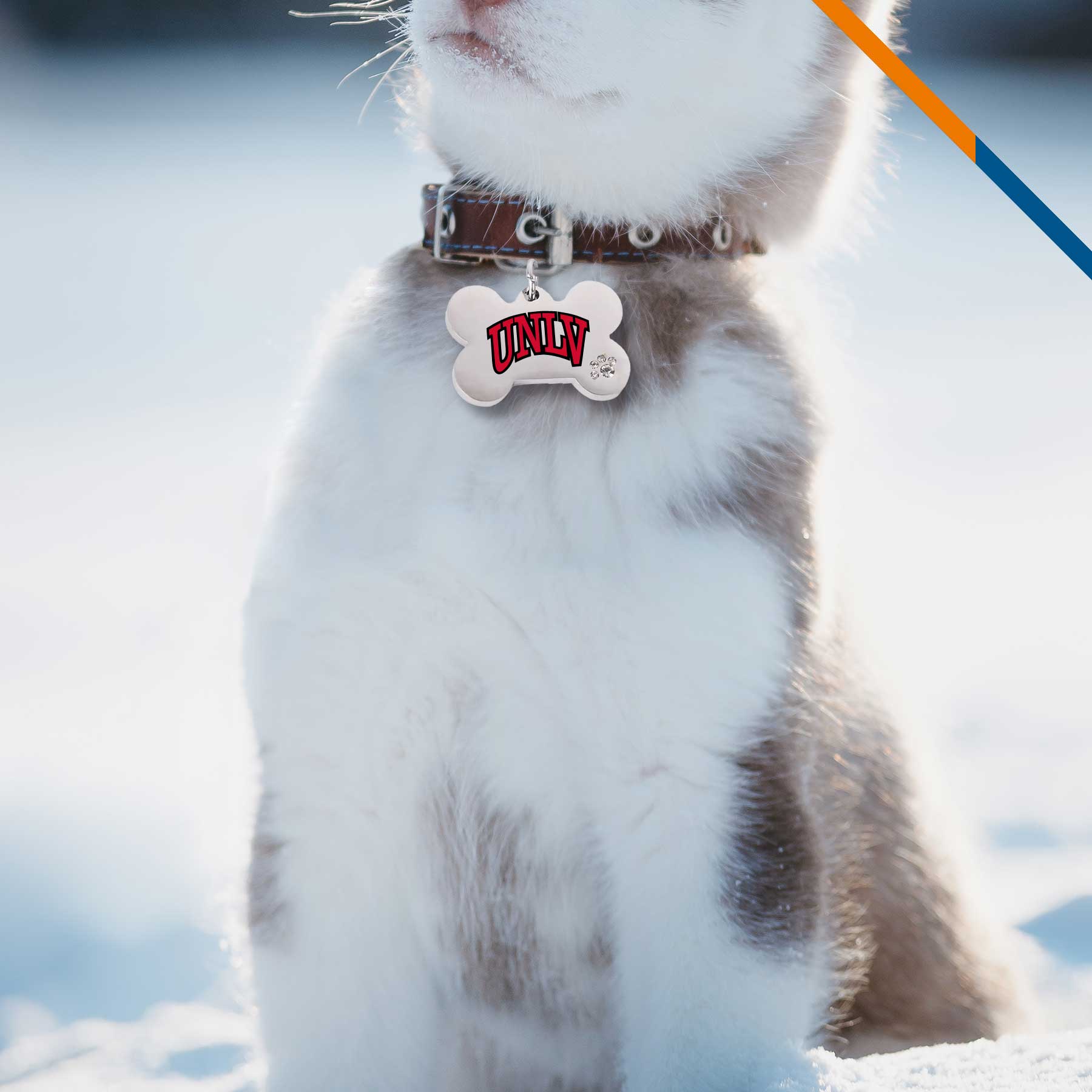 Carri Pet Tag 5