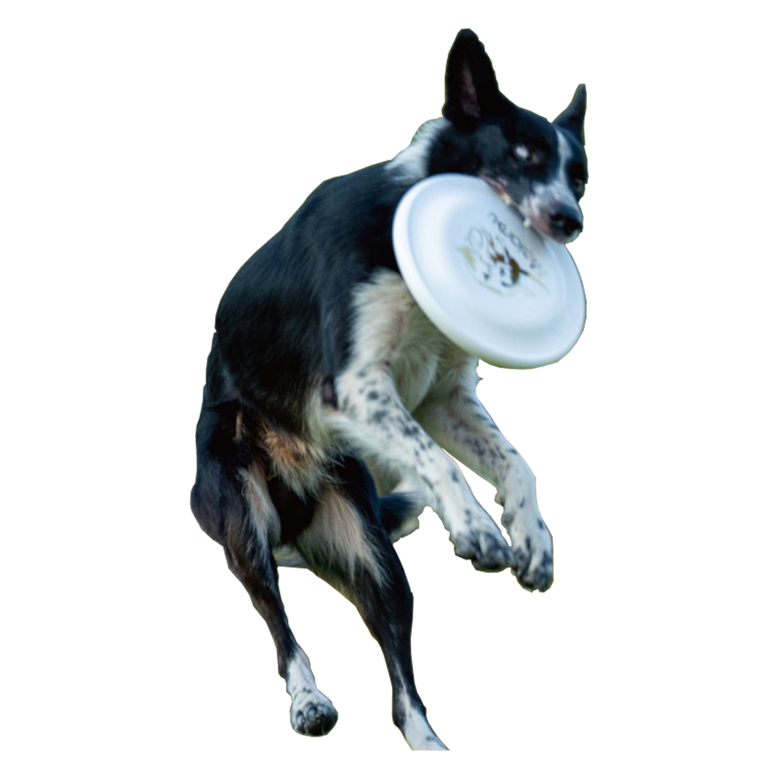 Pet Training Flying Disc 2