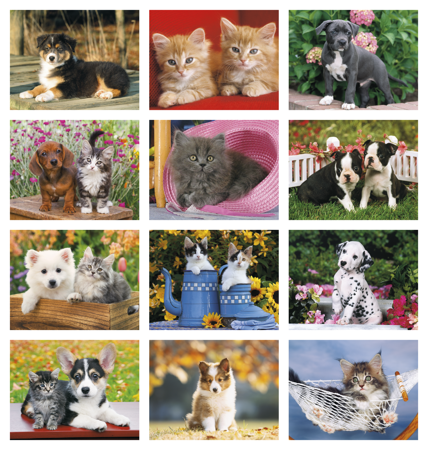 HotLine® Products Four Paws Appointment Calendar - Spiral 55