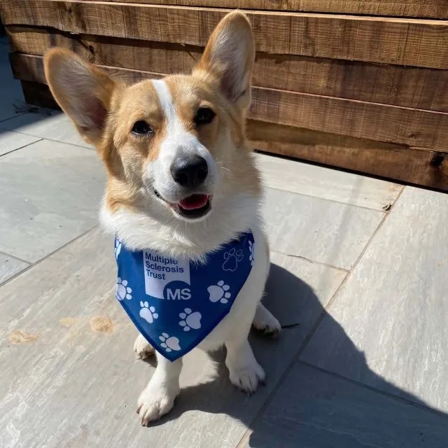 Pet Bandana Scarf 5