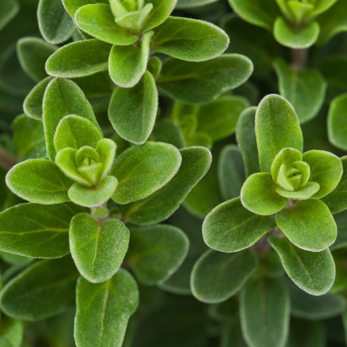 Self Watering Planter 28