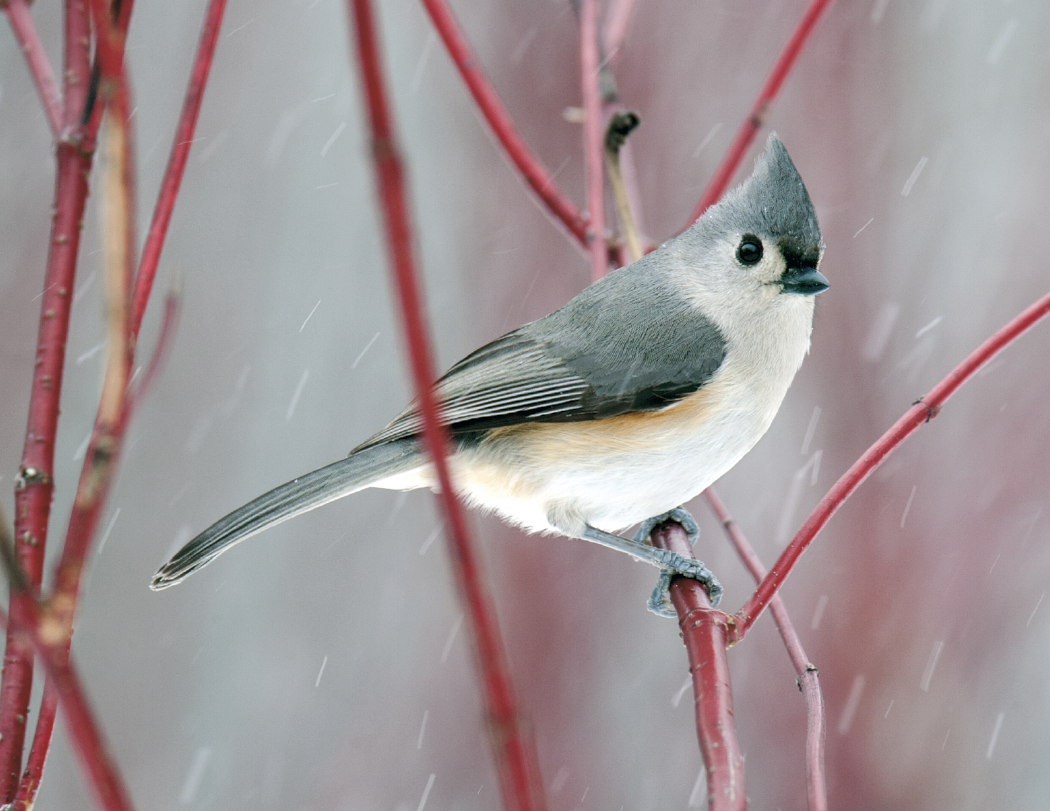 Triumph® Calendars Birds Calendar 19