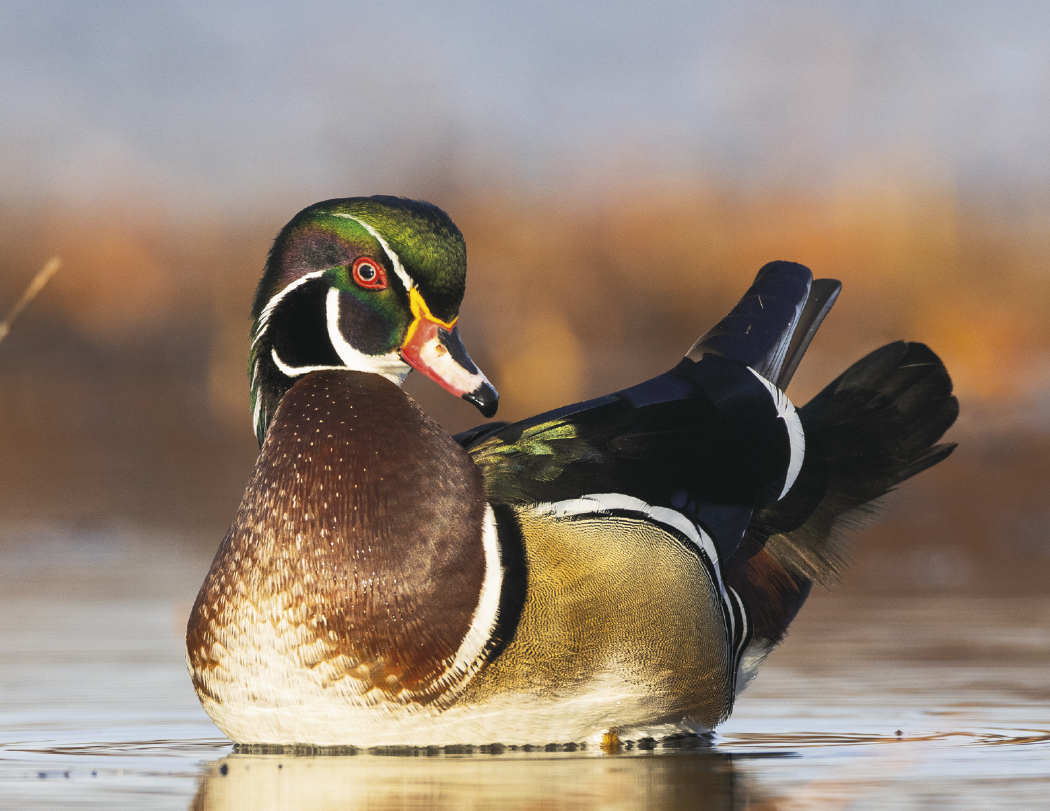 Triumph® Calendars North American Wildlife Calendar 26