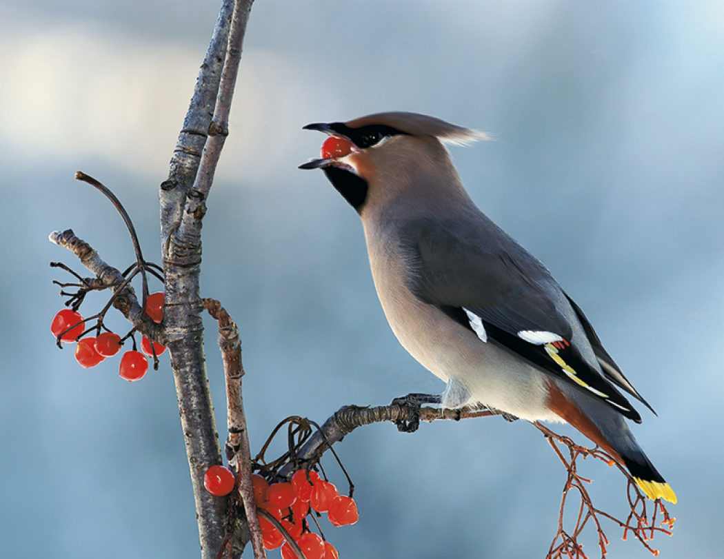 Good Value™ Birds of North America - Spiral Calendar 21
