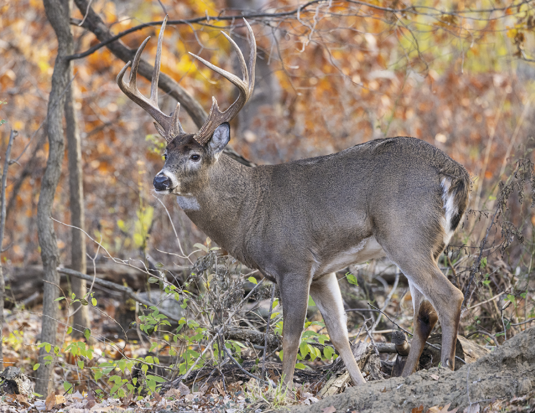 HotLine® Products Trophy Whitetail Deer Appointment Calendar - Stapled 8