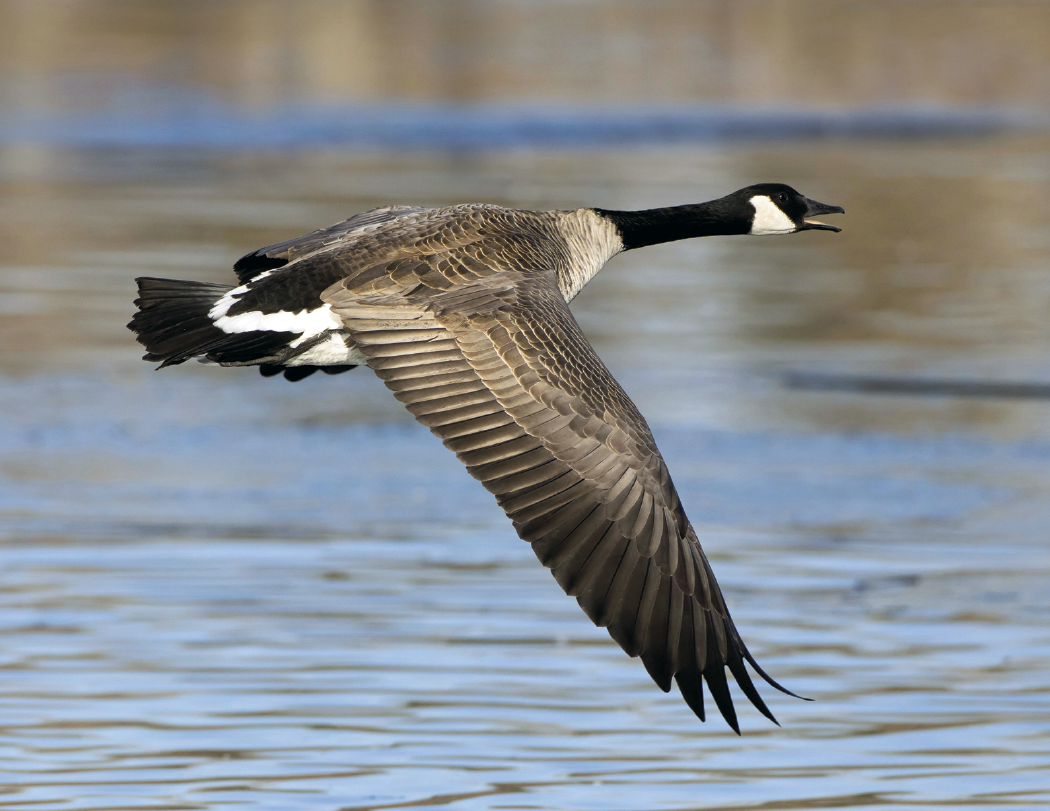 Triumph® Calendars Sportsman Calendar 8