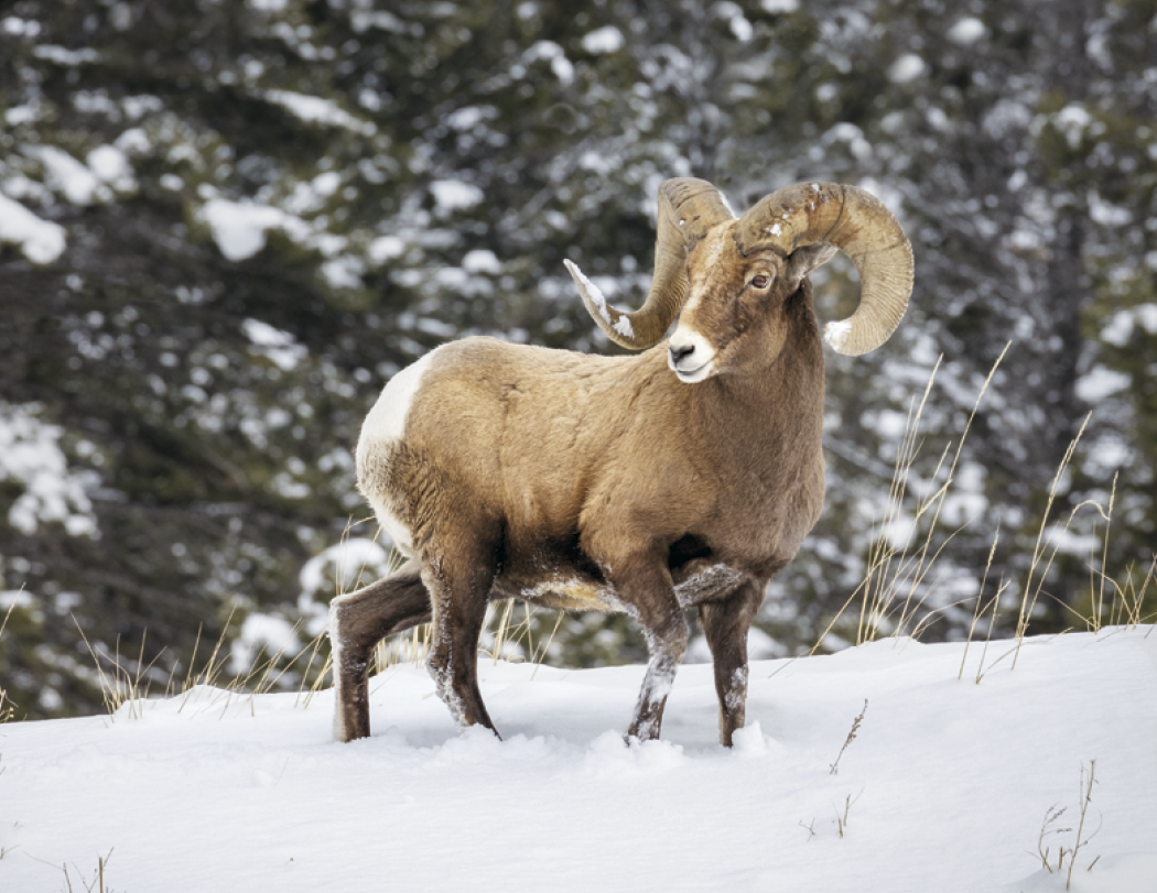 HotLine® Products Wildlife Appointment Calendar - Stapled 26