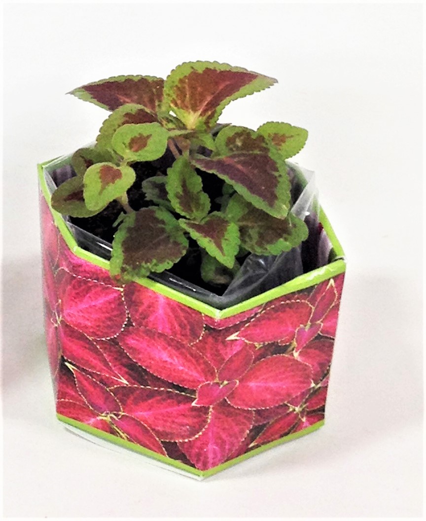 Coleus 'Red Velvet Sun' SeedGems Paper Planter - Biodegradable grow kit 4