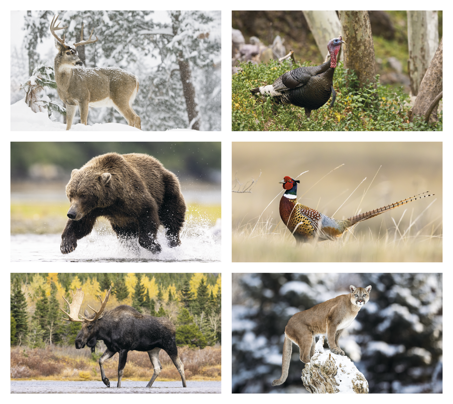Triumph® Calendars Wildlife Calendar 7
