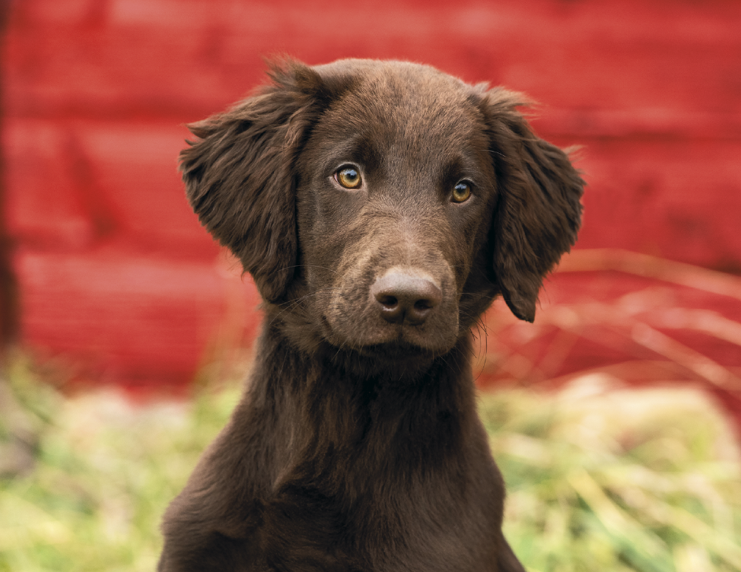Triumph® Calendars Puppies Calendar 5