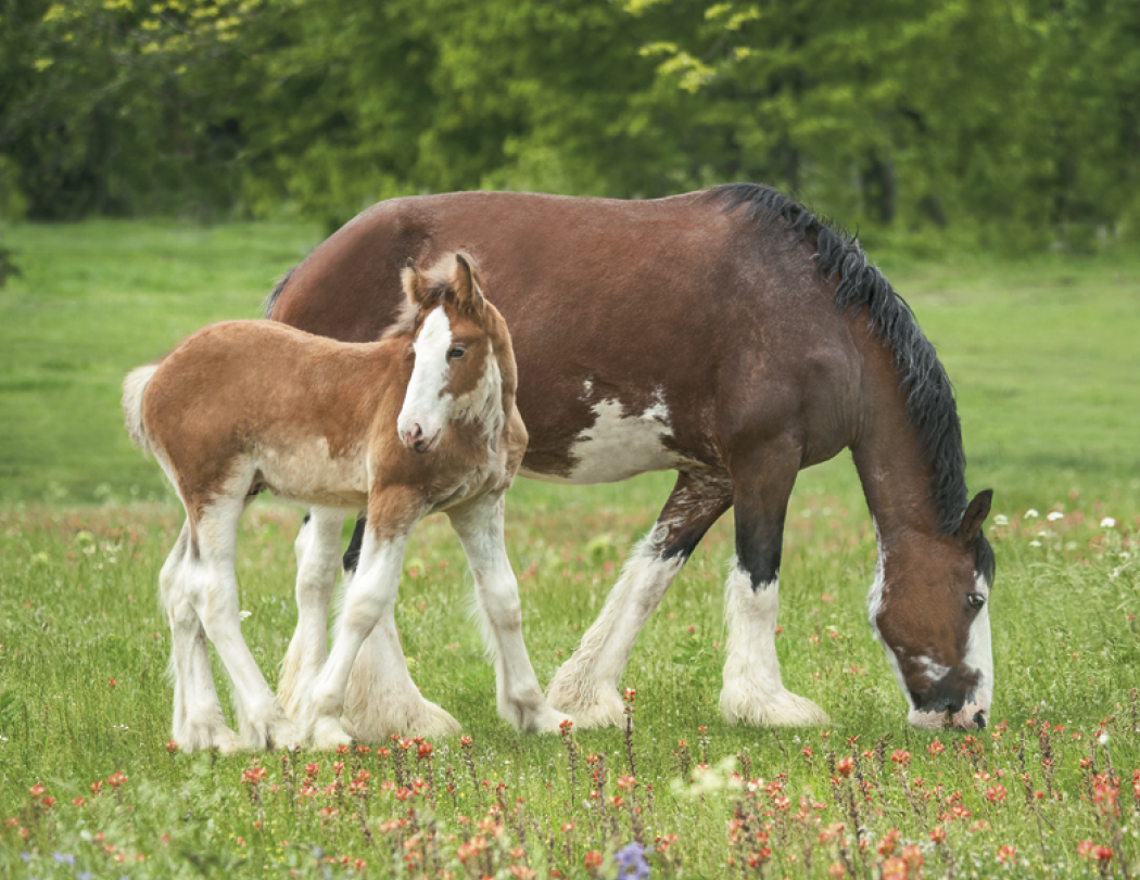 Triumph® Calendars Horses Calendar 8
