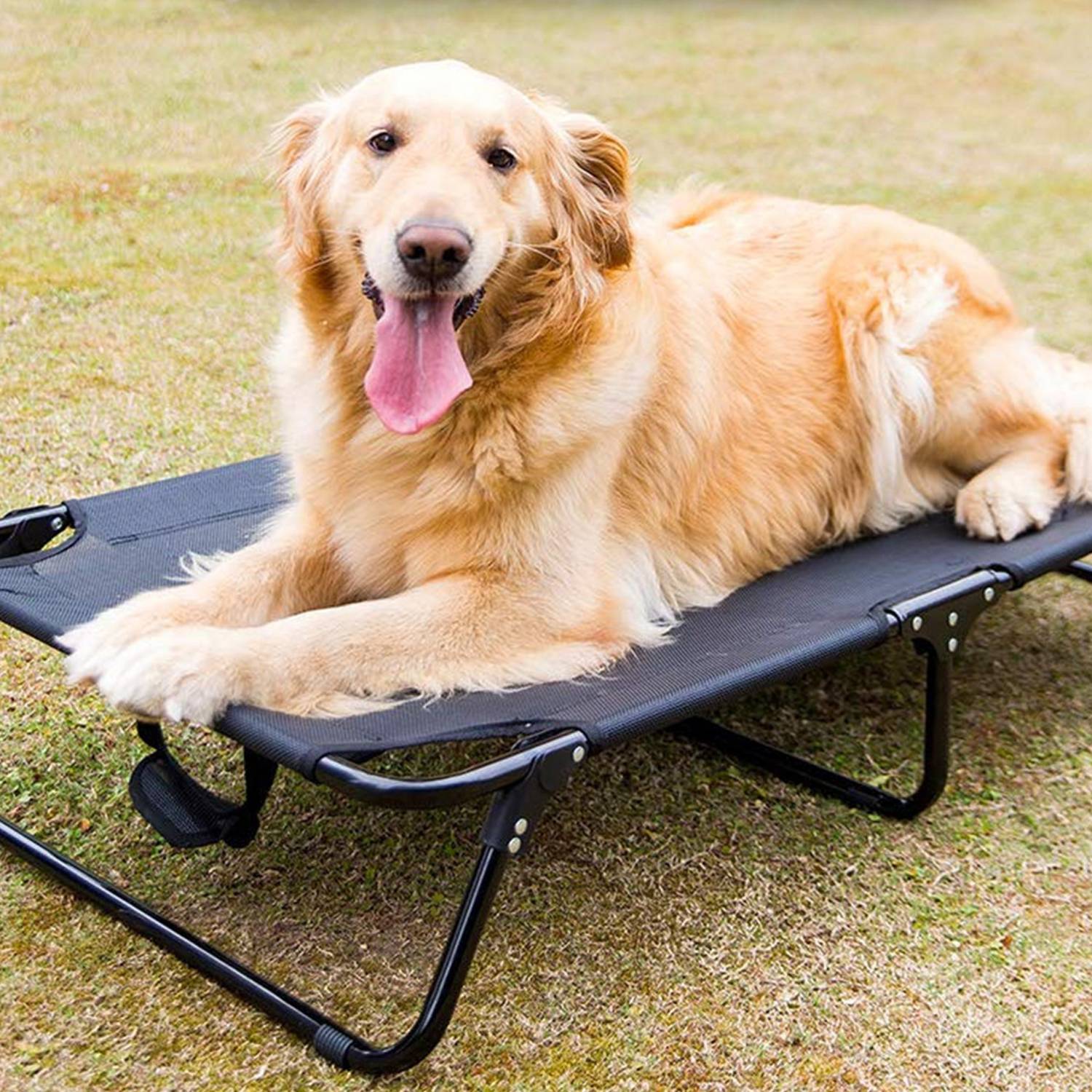 Elevated Raised Small Dog Bed Cots 5