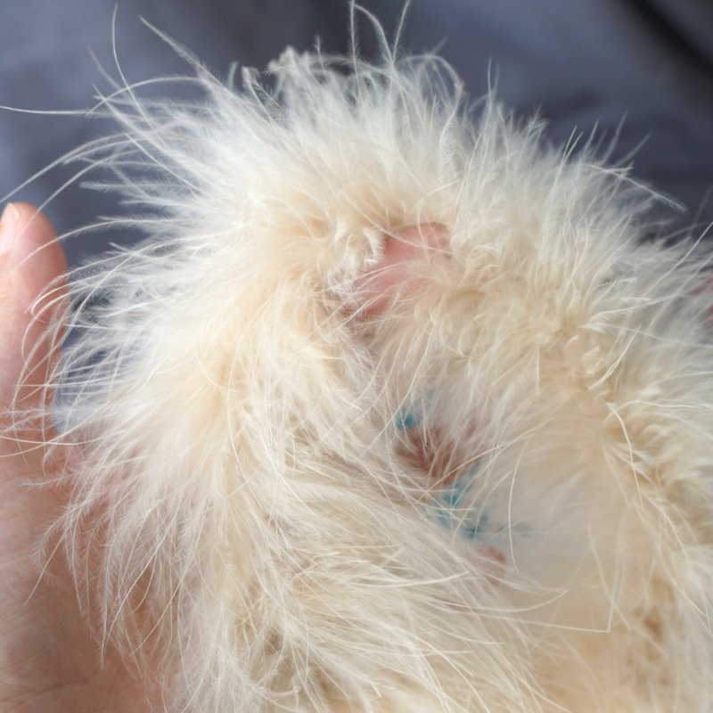 Turkey Boa Feathers 26