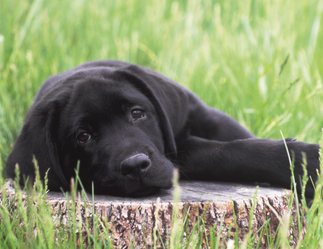 Triumph® Calendars Puppies Calendar 70