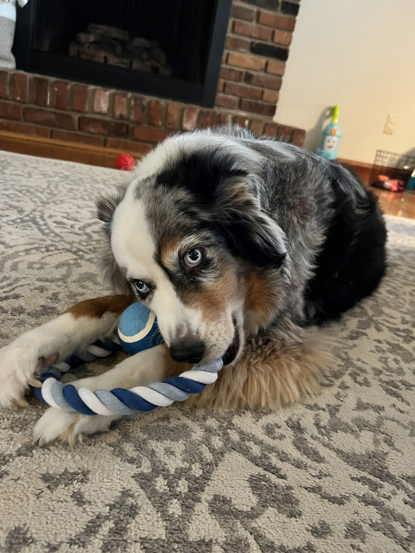 Circlet Rope Ring & Ball Pet Toy 8