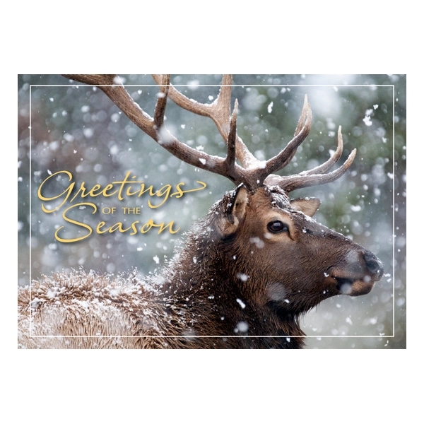 Call of the Wild Holiday Cards 2