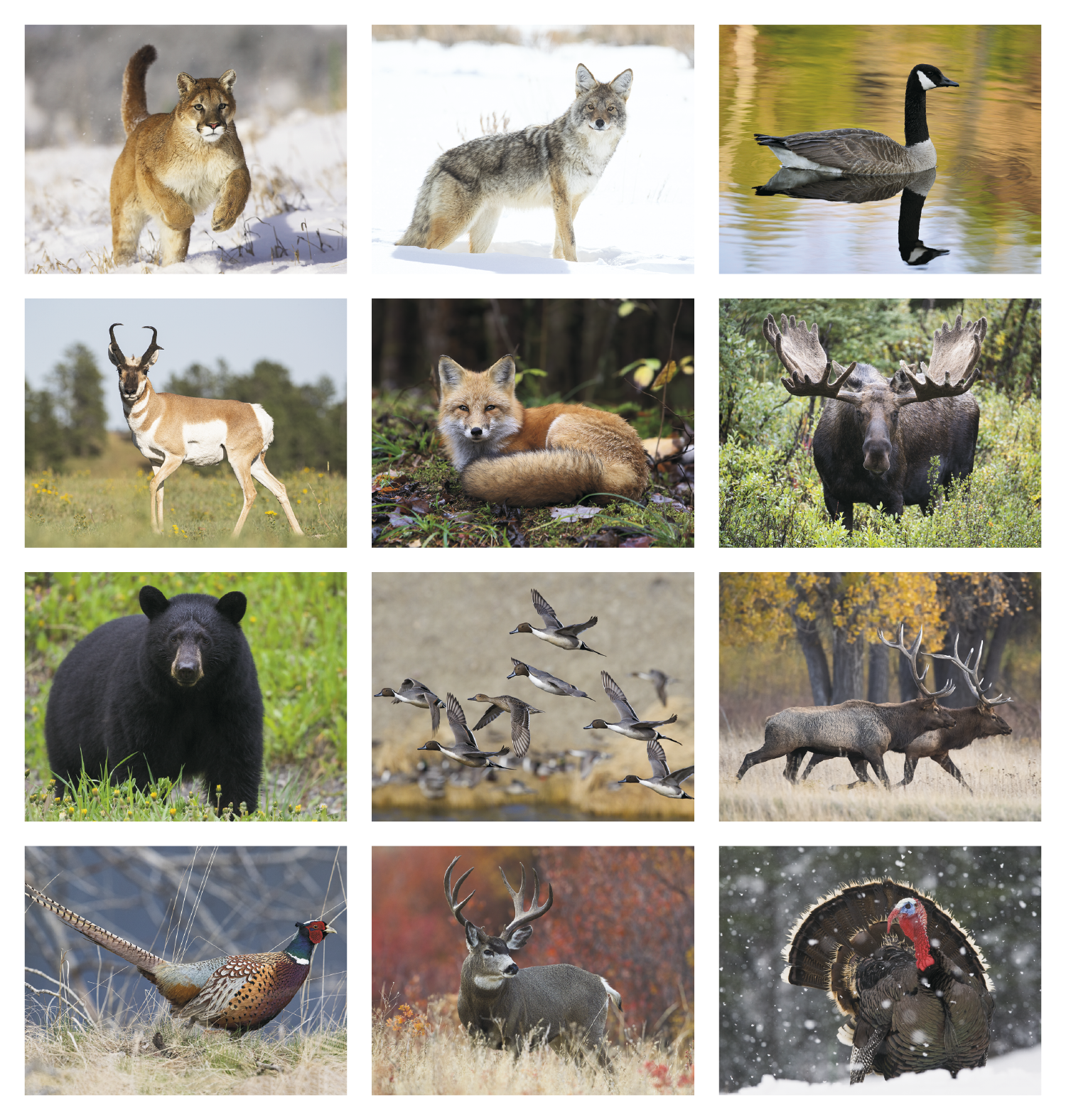 HotLine® Products Wildlife Appointment Calendar - Stapled 27