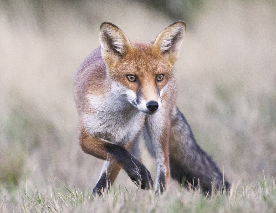 Triumph® Calendars North American Wildlife Calendar 32