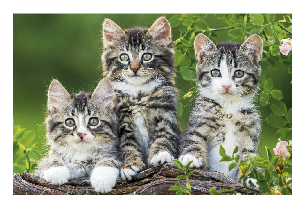 Triumph® Calendars Puppies & Kittens Pocket Calendar 45