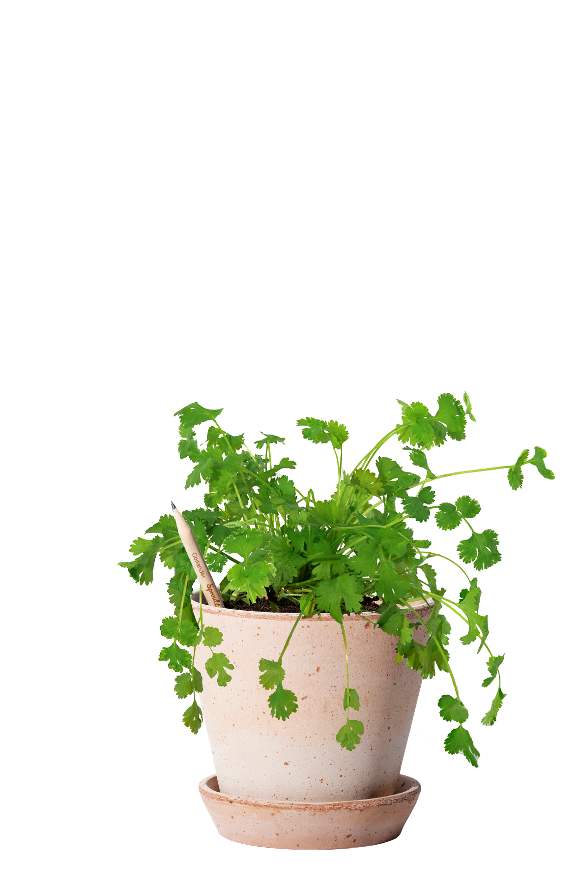 SproutWorld™ Pencil 72