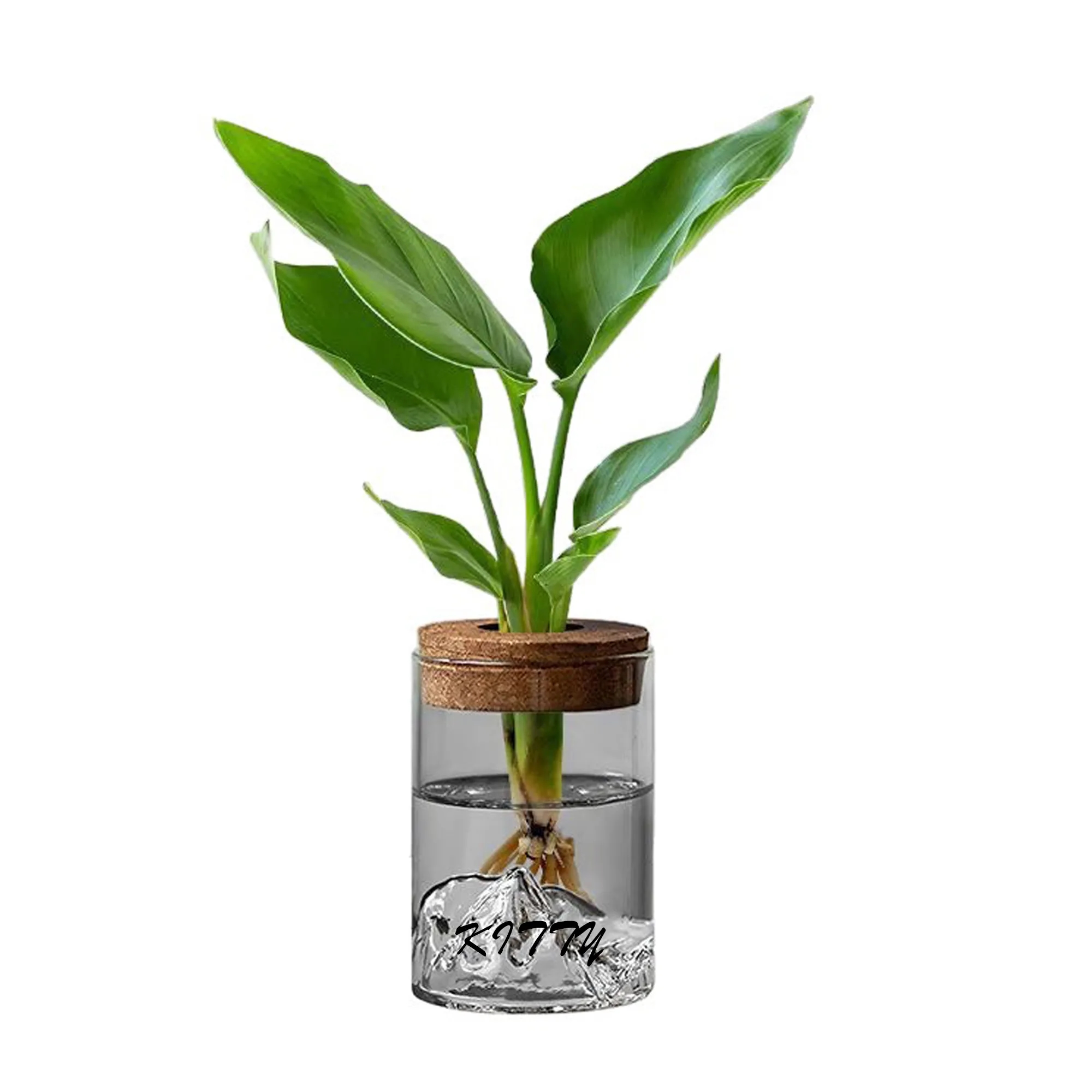 Hydroponic Small Potted Plant 3