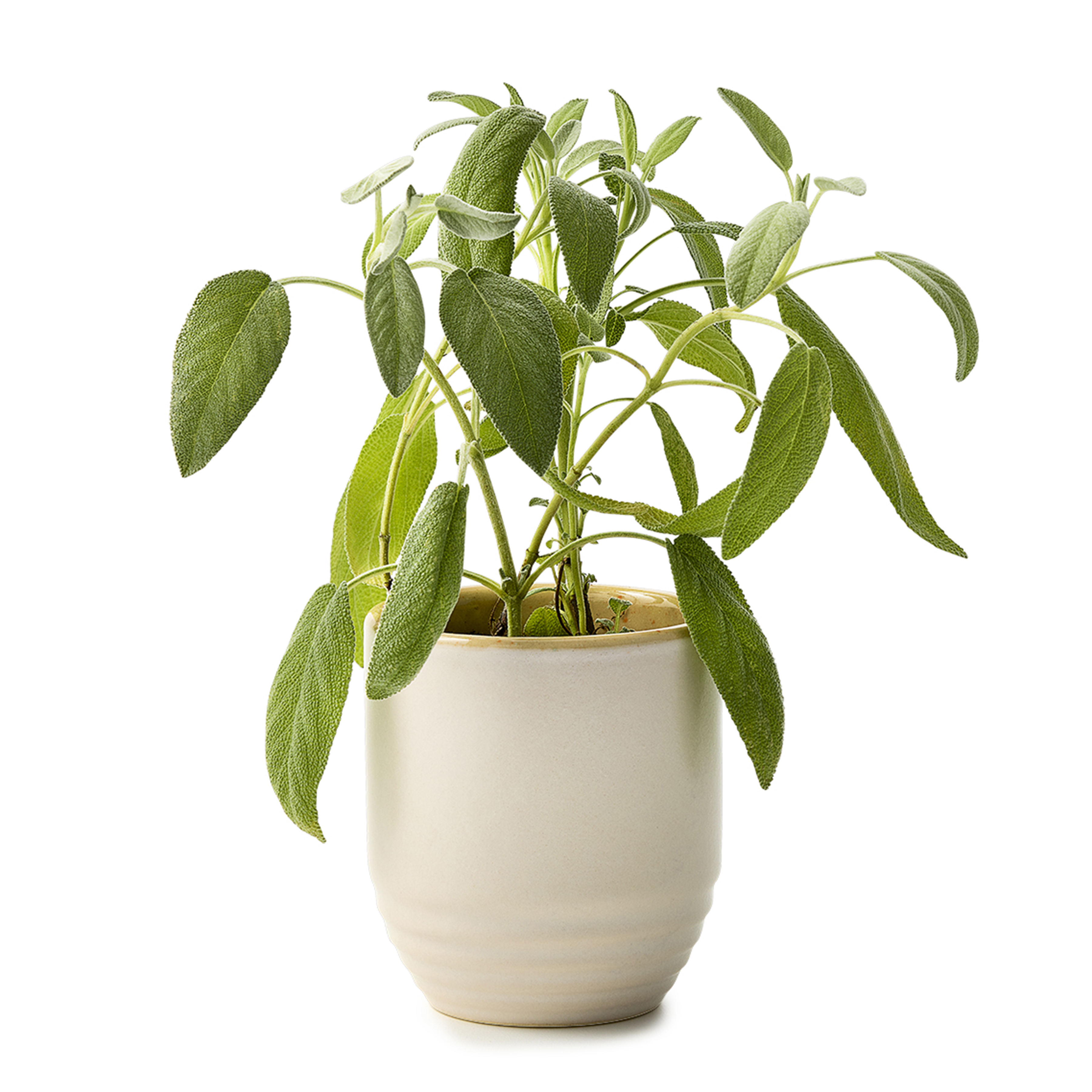 Modern Sprout® Garden Vibes Candle/Planter 69