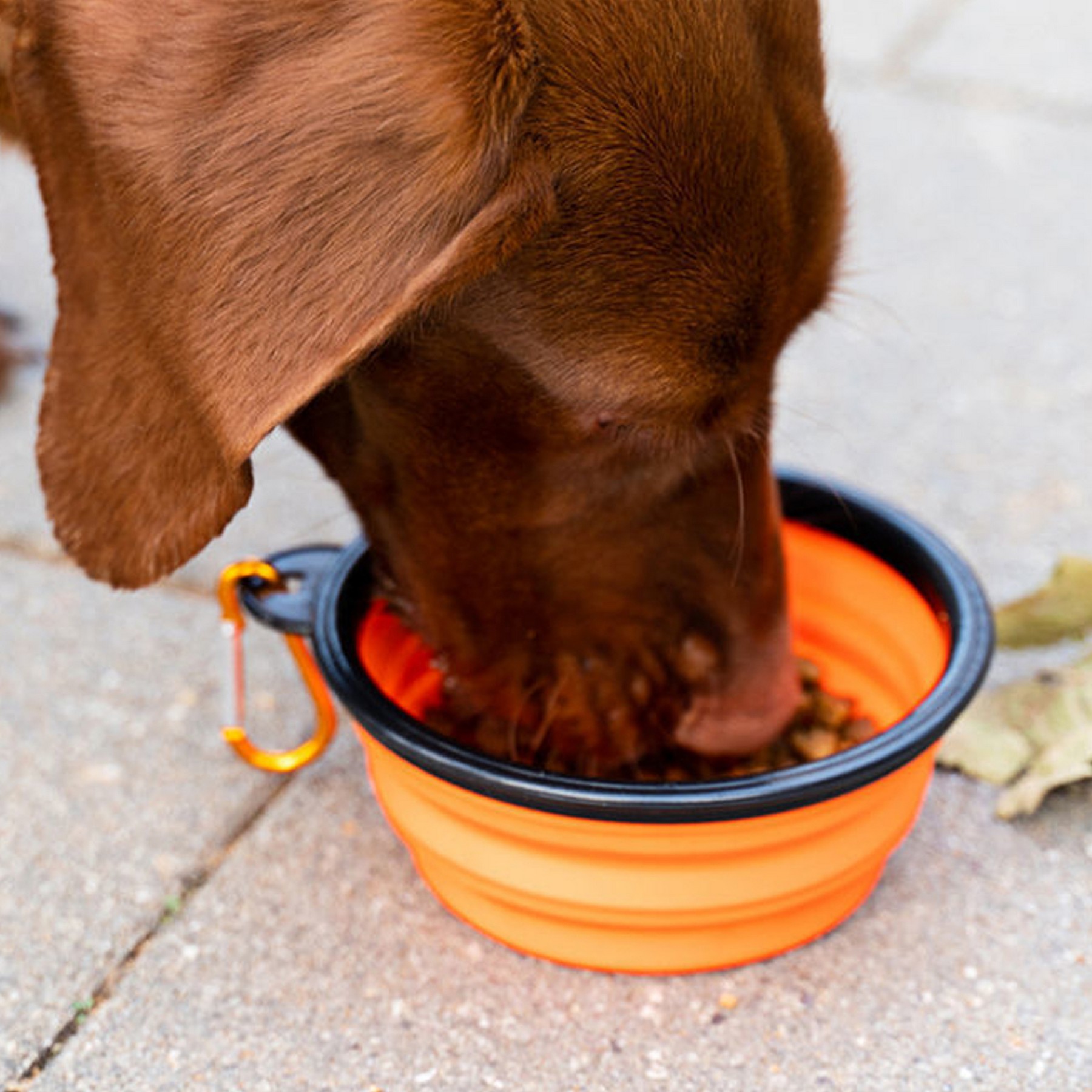 Collapsible Dog Bowl 3