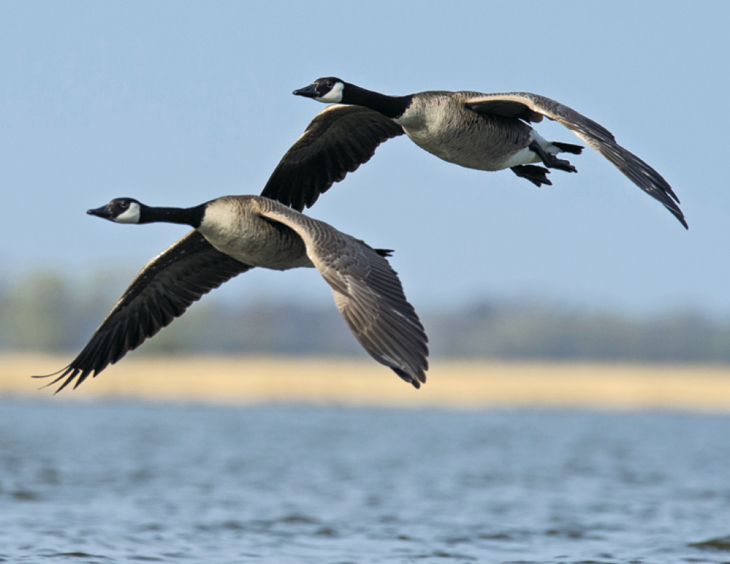 Triumph® Calendars North American Wildlife Calendar 31
