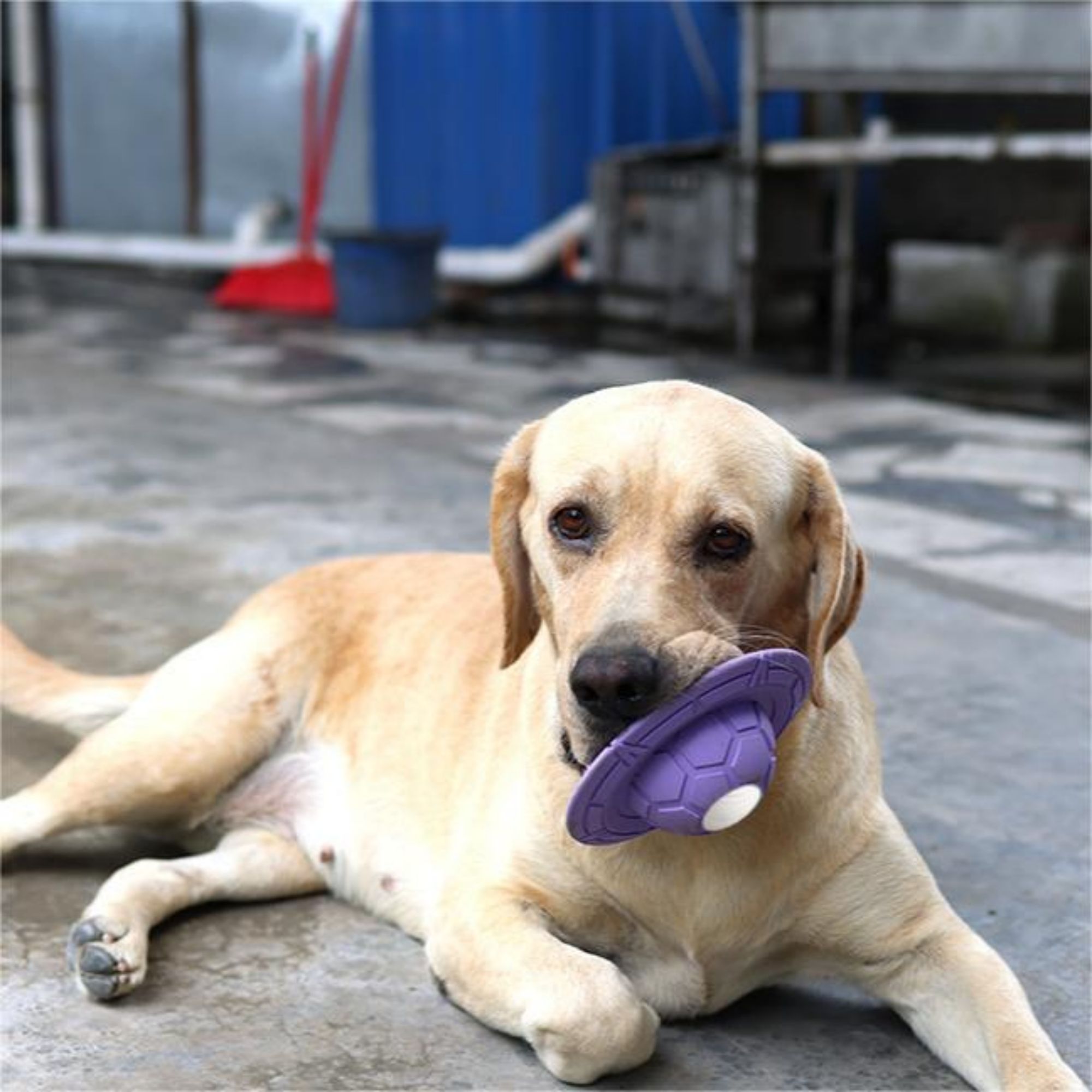 UFO-Shaped Rubber Dog Flying Disc 2