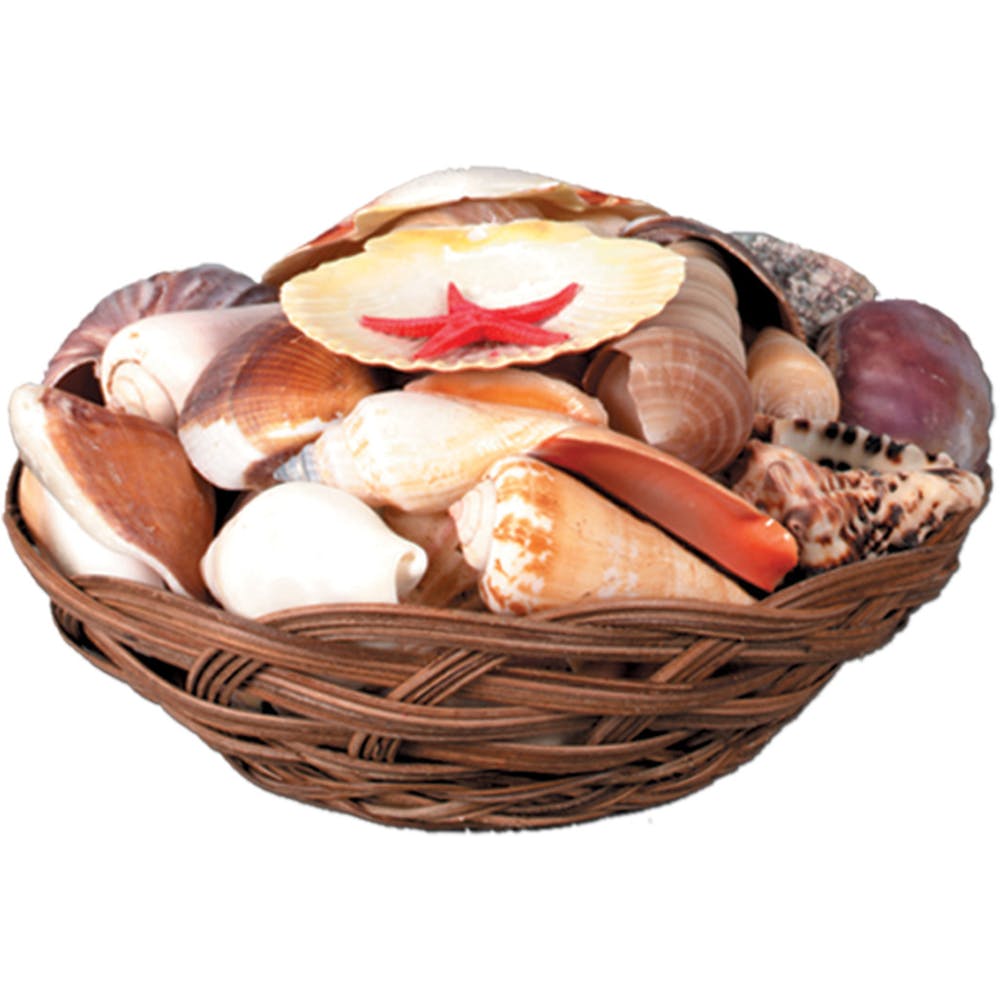 Shell Baskets - 6.5" Shells Included 2