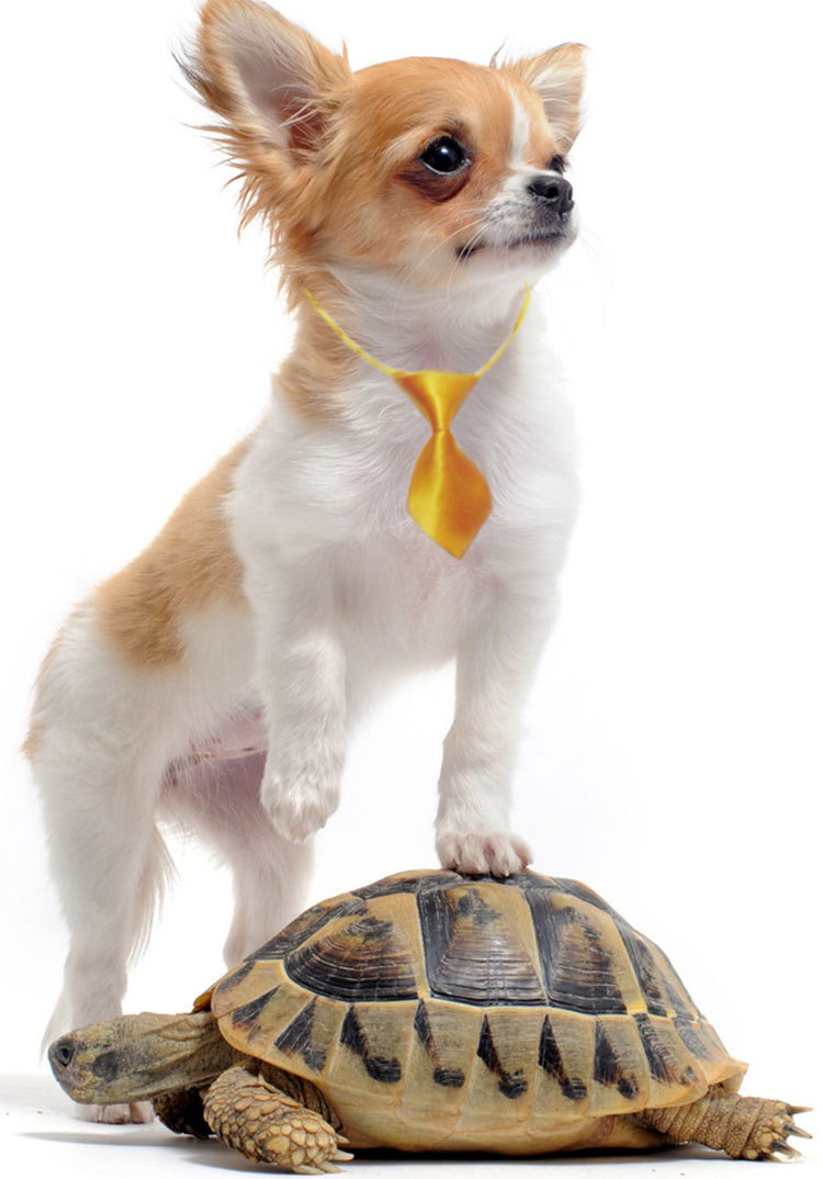 Pet Neck Tie 5