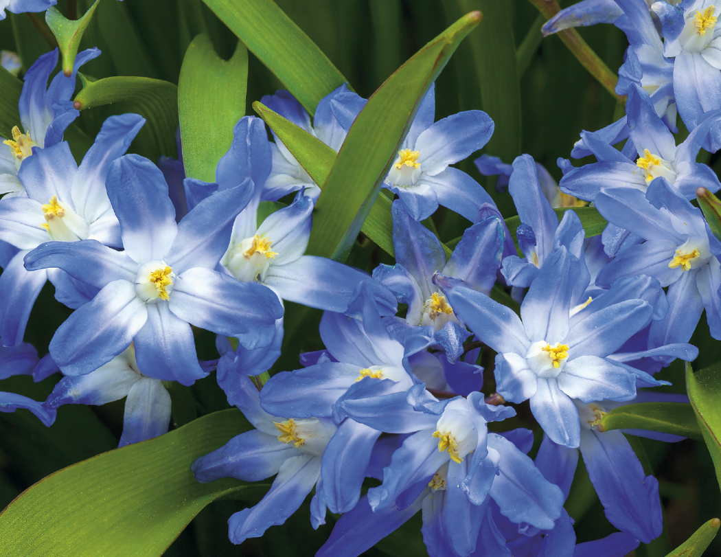 Good Value™ Flowers - Spiral Calendar 52
